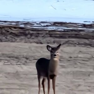 Meet your Posher, Pj